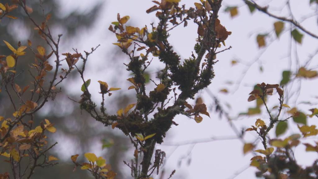 Bienen und Blumen retten in St.Gallen