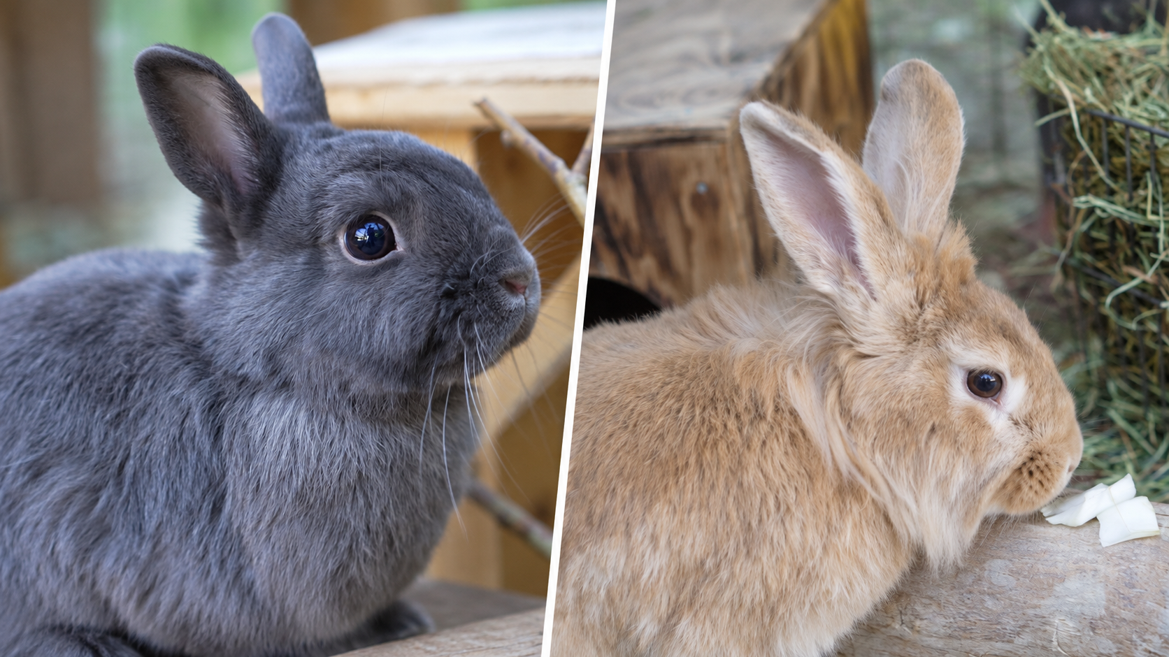 Maggi und Rocket