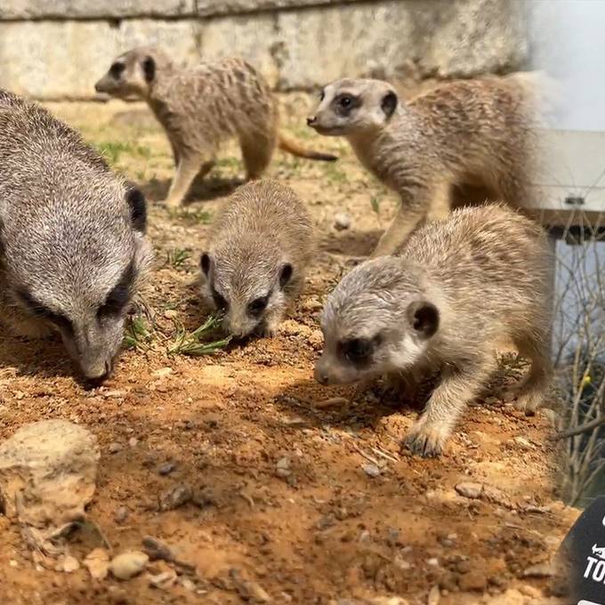 Nachwuchs bei den Erdmännchen, Rüsselspringern und Zwergseidenäffchen