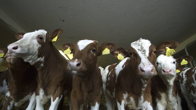 Atypischer Fall von Rinderwahnsinn in der Schweiz entdeckt
