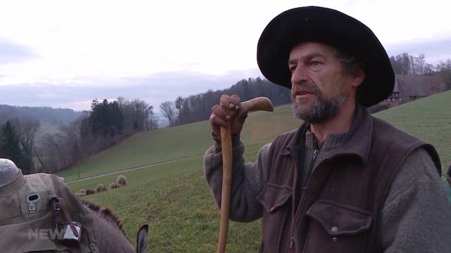 Unterwegs mit über 600 Schafen