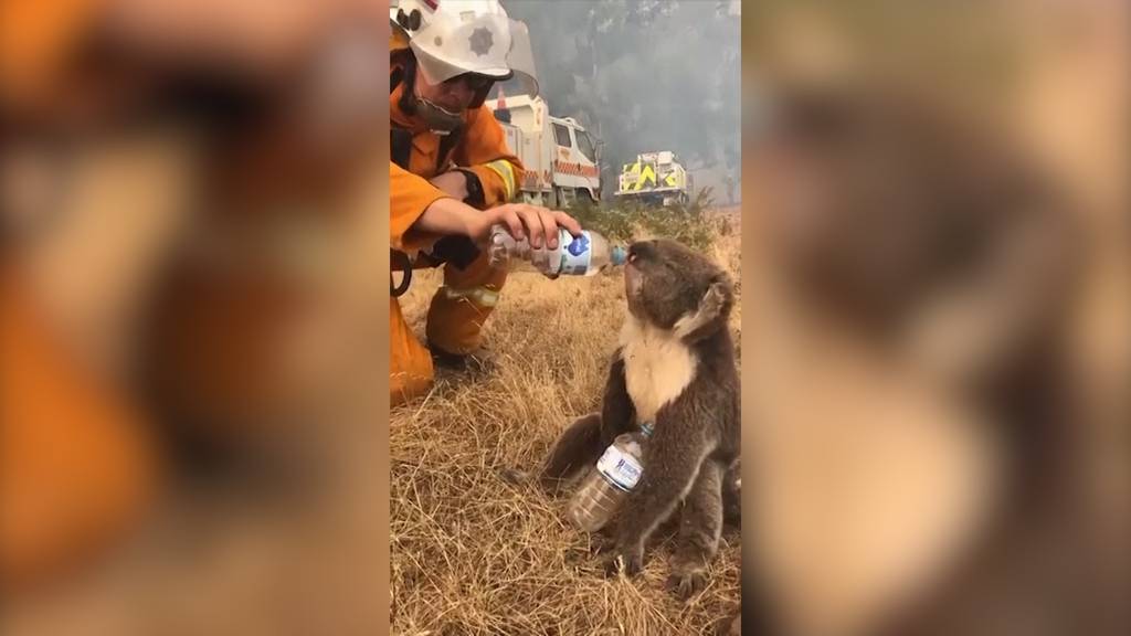 Durstiger Koala erhält Hilfe von Feuerwehrmann