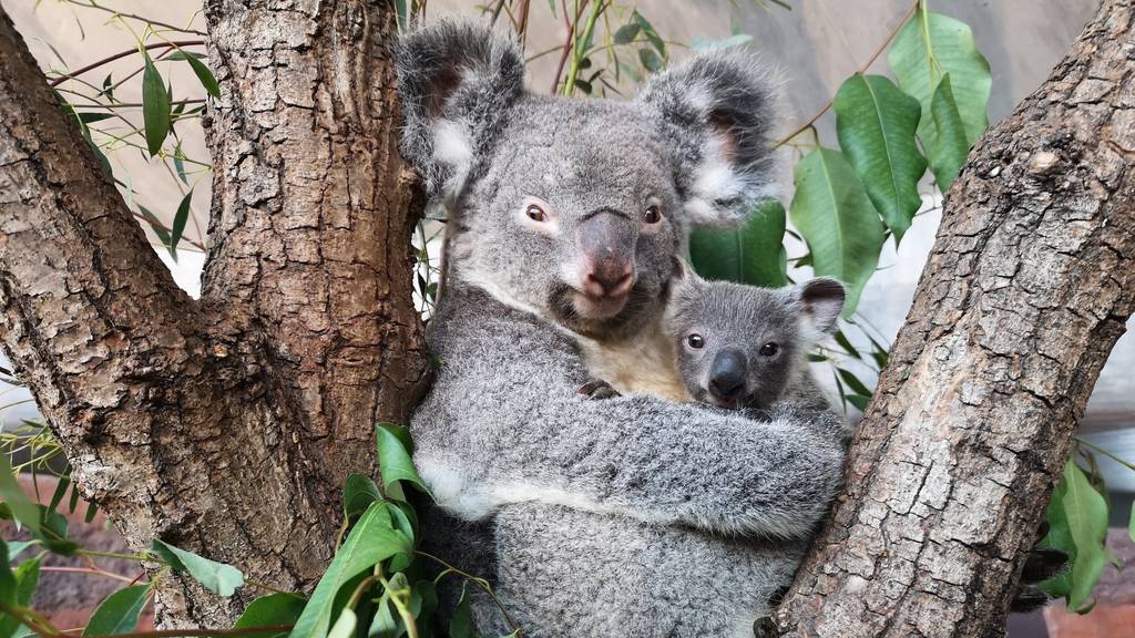 Geschlecht und Name des Koala-Jungtiers ist bekannt