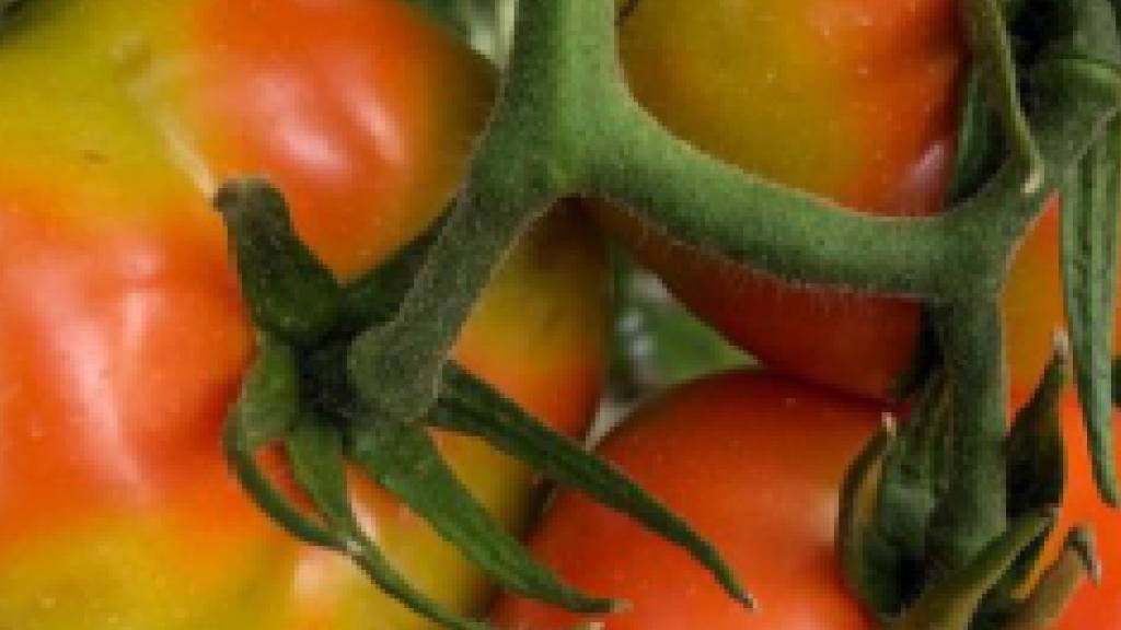 Das Tomatenvirus nähert sich der Schweiz. Es kann zu unregelmässigem Wachstum oder Verfärbungen bei Tomaten führen.