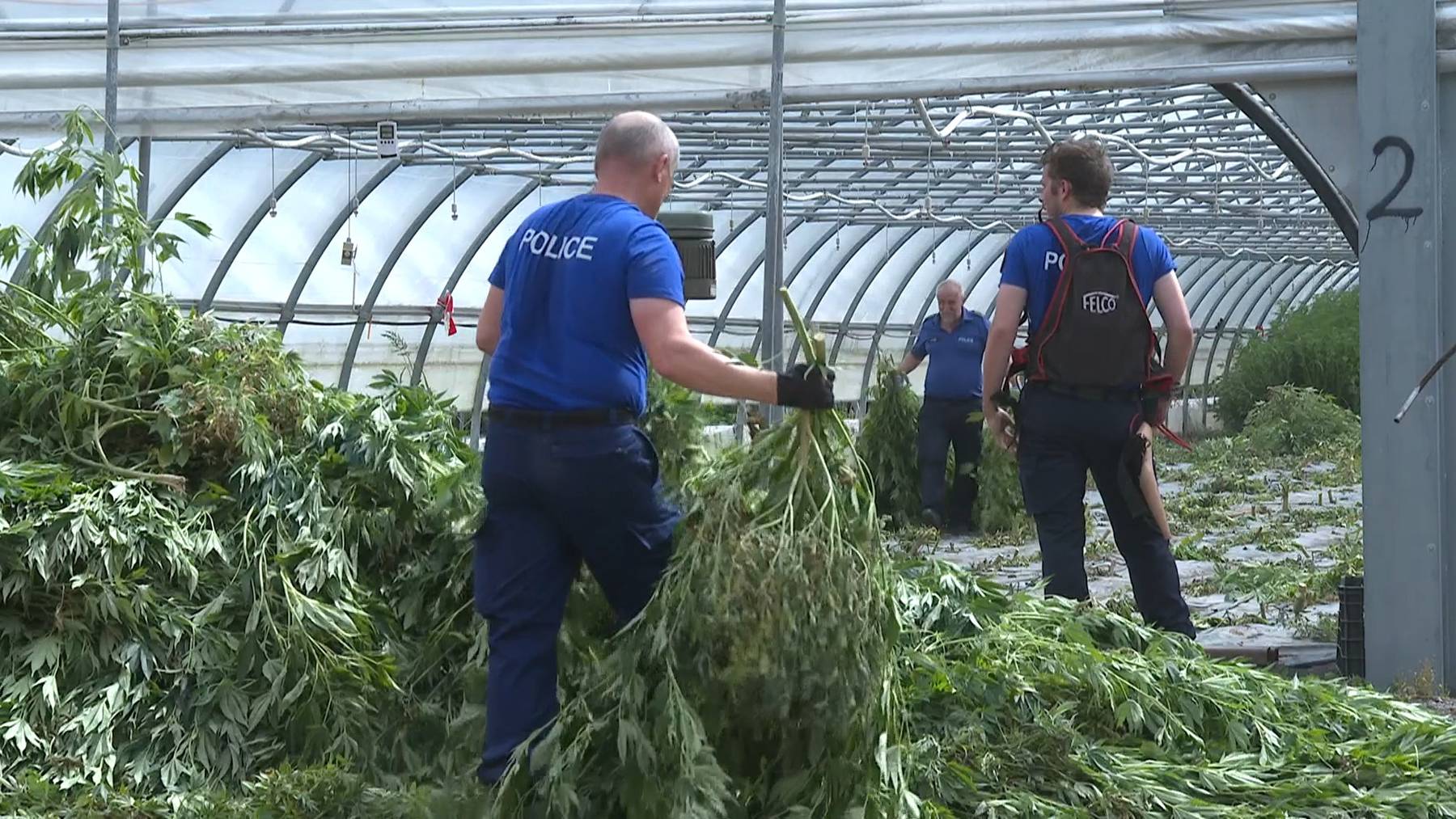 Drei Gewächshäuser voller Cannabis-Pflanzen wurden am Freitag im Heumoos geräumt.