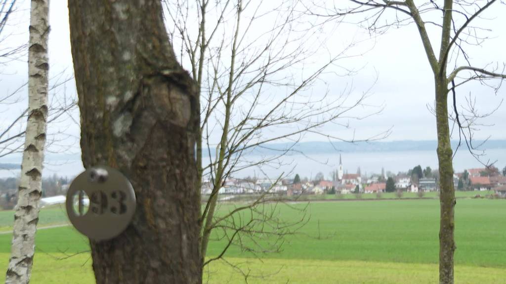 Waldfriedhof: Im TG sind Beerdigungen im Wald möglich