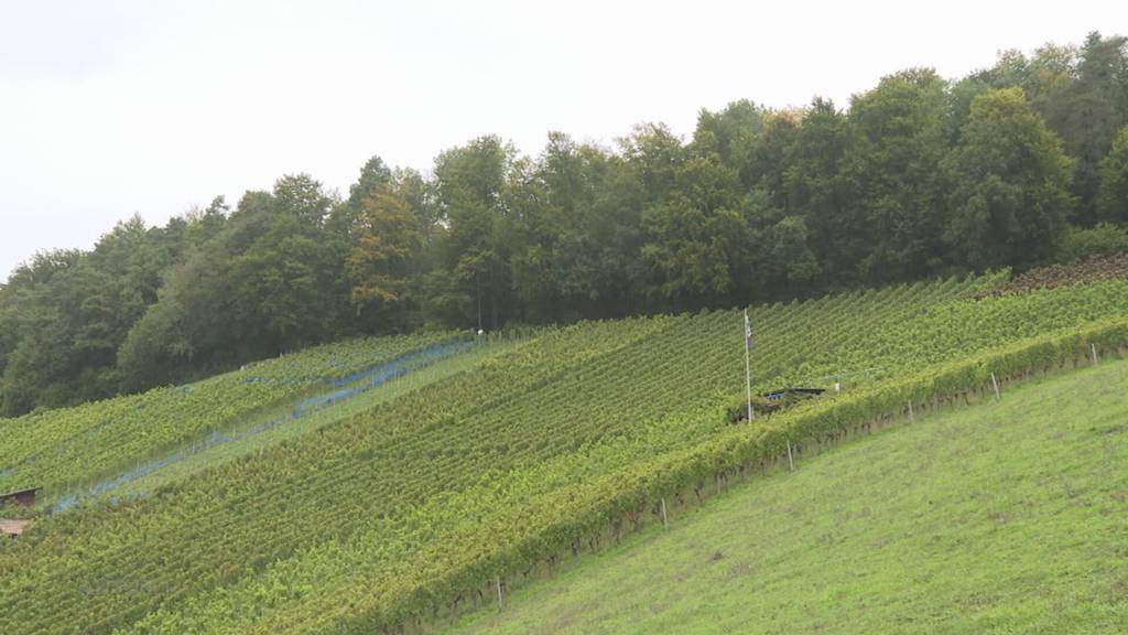 Zugebissen: In Wettingen tötet ein unbekannter Hund ein Reh