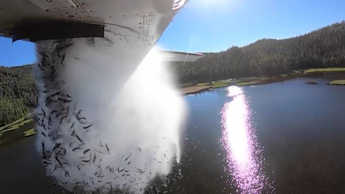 Fliegende Fische: Hier wirft ein Flugzeug eine ganze Fischpopulation ab