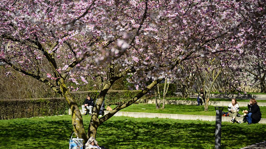 «Tage der Wonne, Kommt ihr so bald? Schenkt mir die Sonne, Hügel und Wald?» (Johann Wolfgang von Goethe): Kirschblüte im Parc de Mon Repos in Lausanne. (Archivbild)