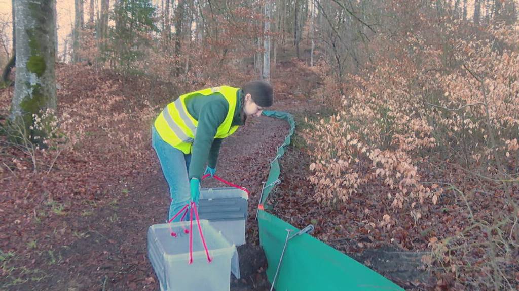 Freiwillige im Einsatz als Kröten-Taxi