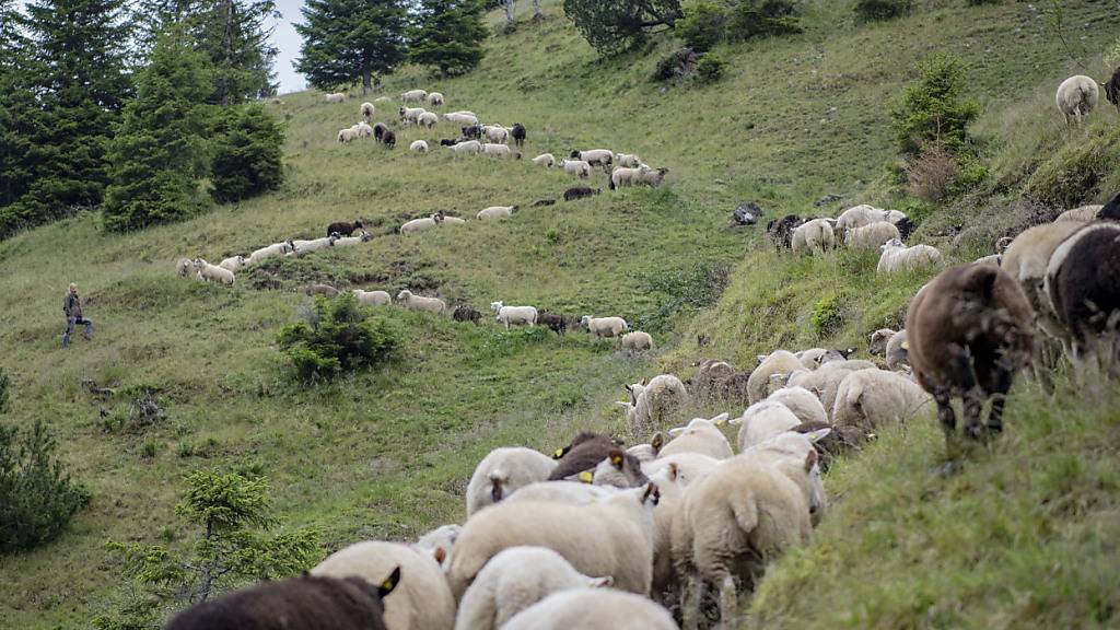 Die Schafe im Kanton Bern sollen besser vor dem Wolf geschützt werden. Dies verlangt eine Initiative. (Archivbild)