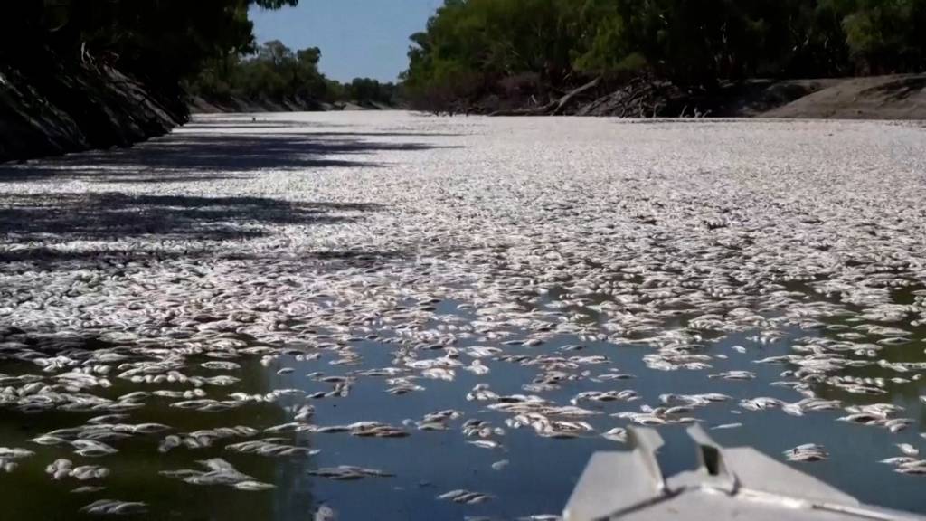 Haufenweise tote Fische treiben auf australischem Fluss