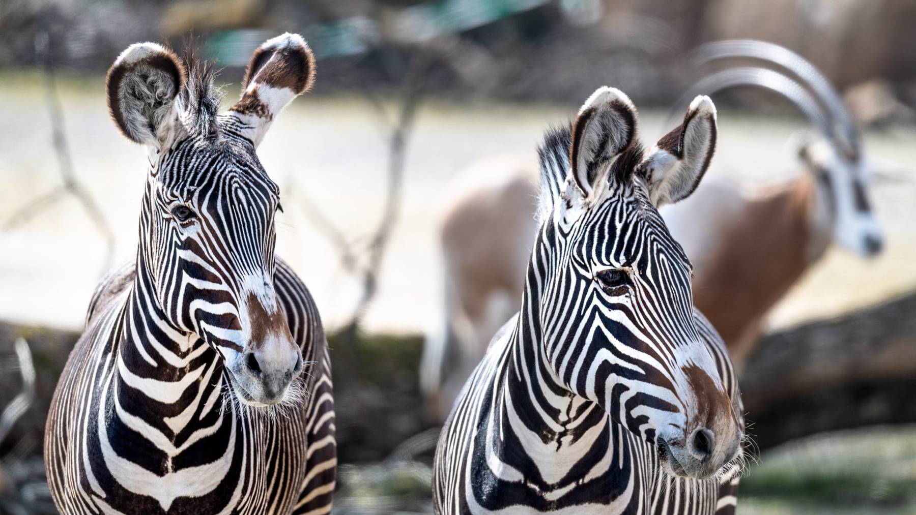 Das Grevyzebra ist das grösste der drei Zebra-Arten. Es hat runde Ohren und schlanke Streifen.
