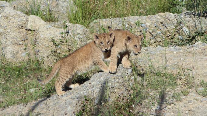 Die Löwenbabys vom Walter Zoo erkunden ihr Aussengehege