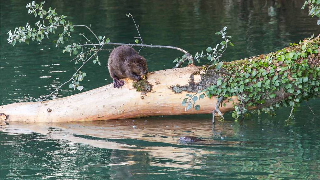 Pro Natura verteidigt Biberdamm in Merenschwand