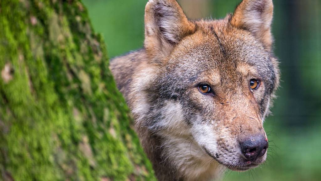 Der Luzerner Kantonsrat hat sachlich über den Wolf debattiert. (Symbolbild)