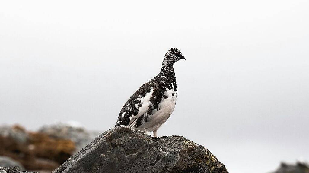 Komitee will Jagd auf Schneehühner und Schneehasen in Uri verbieten