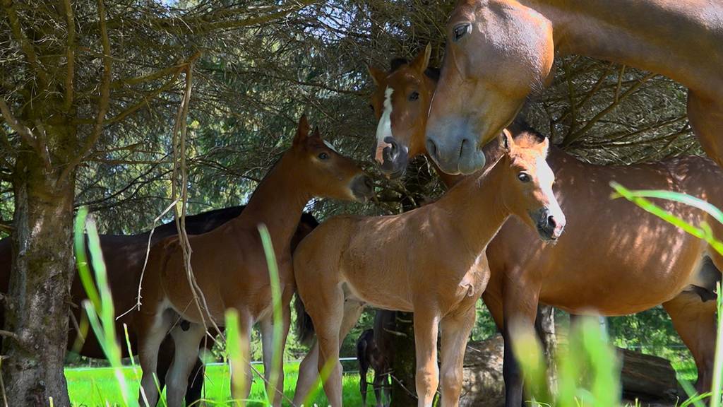 Lebenshöfe – Einsatz für Tiere