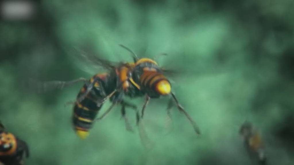 Biozideinsatz im Wald soll möglich werden – Umweltverbände sind alarmiert