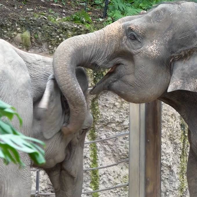 Hier wird die Elefantenkuh Panang mit ihrer Familie wiedervereint