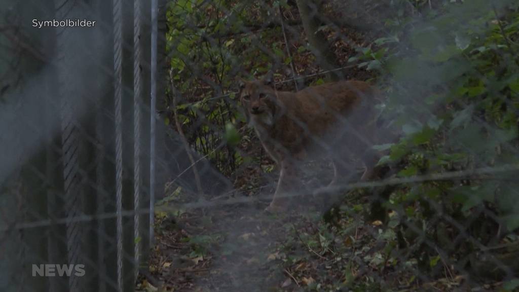 «Ausgewachsen wäre er für Menschen gefährlich geworden»: Junger Luchs im Sendegebiet wurde von Wildhüter abgeschossen