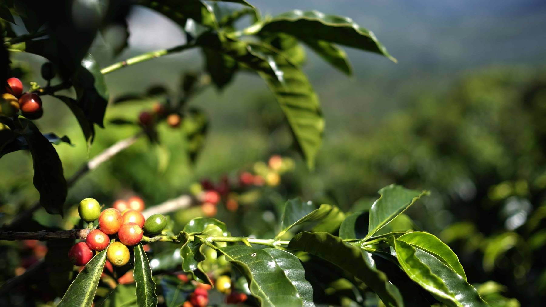 Der Bund will auch die Überreste der Kaffeebohnen zur Nutzung in der Schweiz zulassen: Schalen und Fruchtfleisch von Coffea arabica.