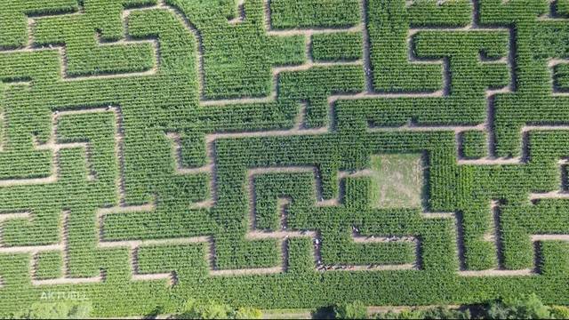 Verirren erwünscht: Eröffnungstag des Wettinger Maislabyrinths