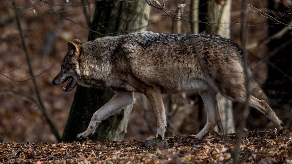 Bei Jägern, Landwirten und Schafhaltern aus den Kantonen Uri, Schwyz, Ob- und Nidwalden sowie Luzern ist der Wolf nicht gerne gesehen.