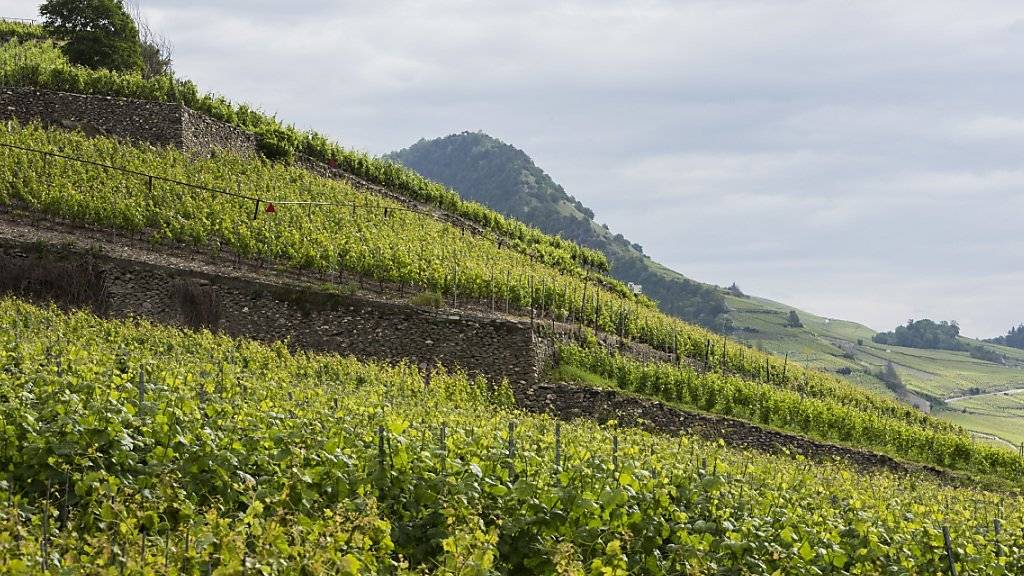 Schweizer Weinhändler machten ihren Job im vergangenen Jahr in den allermeisten Fällen gut, es gab weniger Anzeigen wegen Panschens. (Symbolbild)