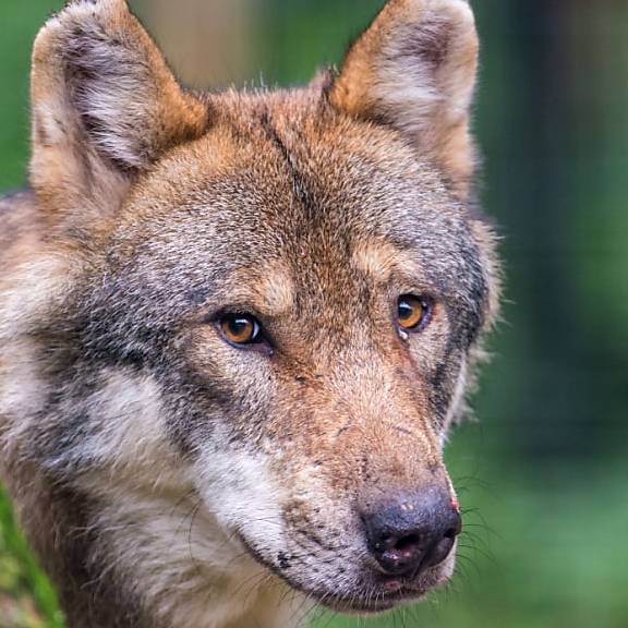 «Unhaltbar» und «willkürlich»: Scharfe Kritik an einfachen Wolf-Abschüssen