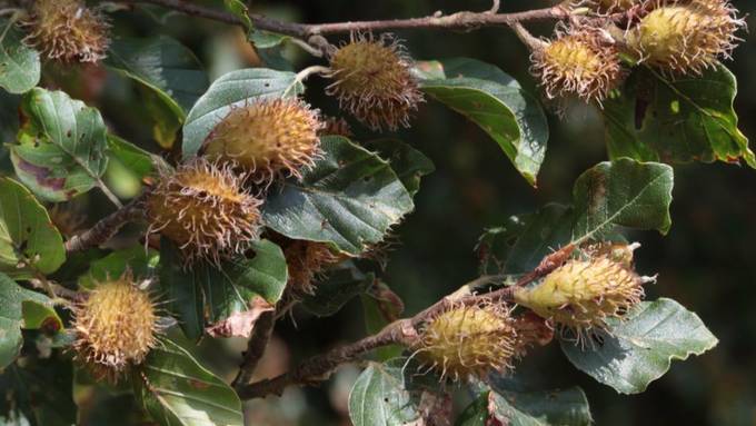 Wetterphänomen synchronisiert Samenproduktion der Bäume