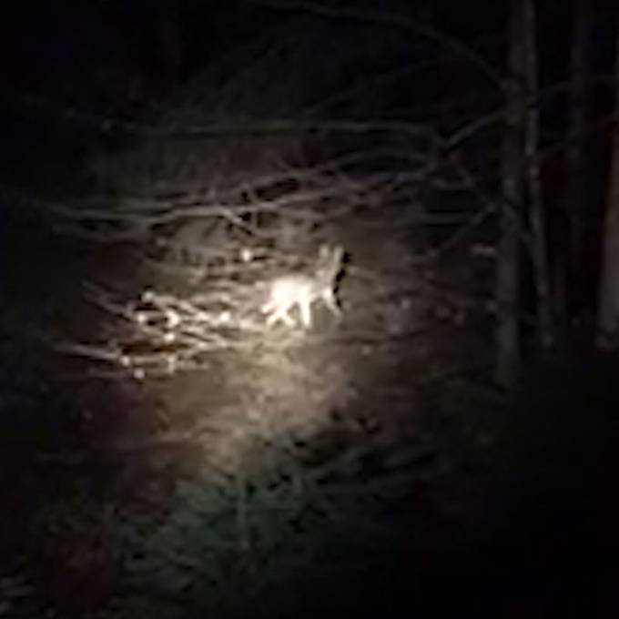 Video zeigt, wie ein Wolf in der Region Zug durch die Nacht streift