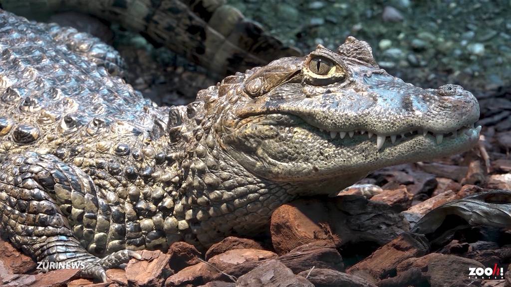 Zoo Zürich hat wieder Krokodile