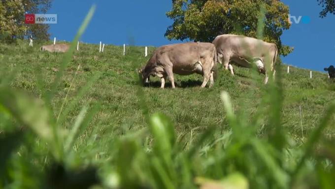 Hochansteckendes Rindervirus auf dem Vormarsch