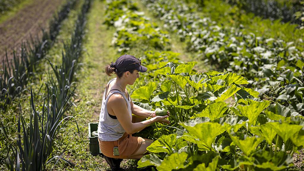 Leichter Rückgang der Lernenden in der Landwirtschaft