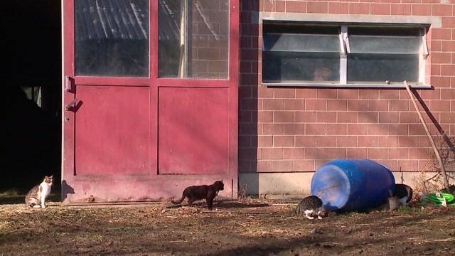 400 Franken Steuern pro Katze?