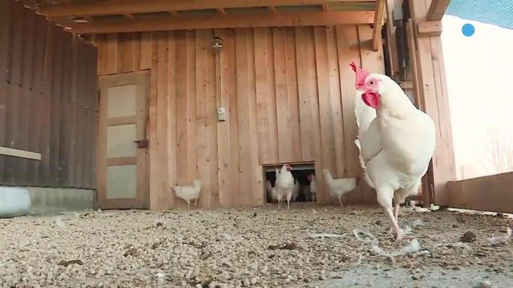 «Mein Huhn mein Ei» / Automatische Hühnerstall-Türen 