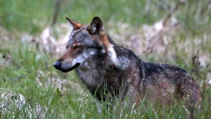 Tote Geiss in Menznau entdeckt: Hat der Wolf aus Ruswil erneut zugebissen?