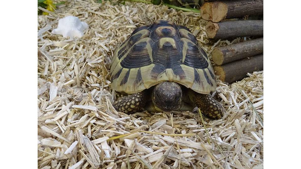 3 Schildkröten