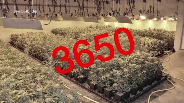 3650 Hanfpflanzen - 75 kg Marihuana