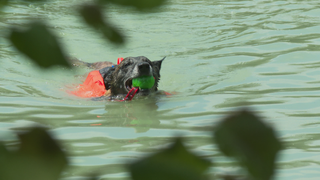 Wasserspass mit dem Hund