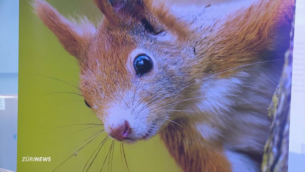 Naturschützer starten Kampagne gegen das Stromgesetz