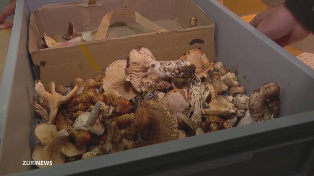 Pilzfieber im Herbst: Kontrolleur warnt vor Sammelwahn in Zürcher Wäldern