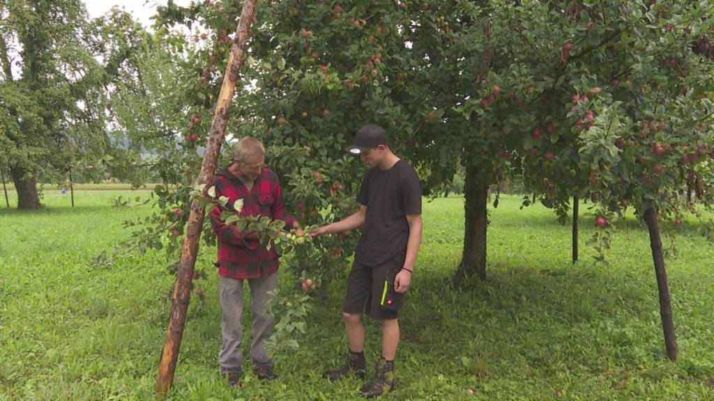 Produzenten erwarten schlechtere Mostobst-Ernte