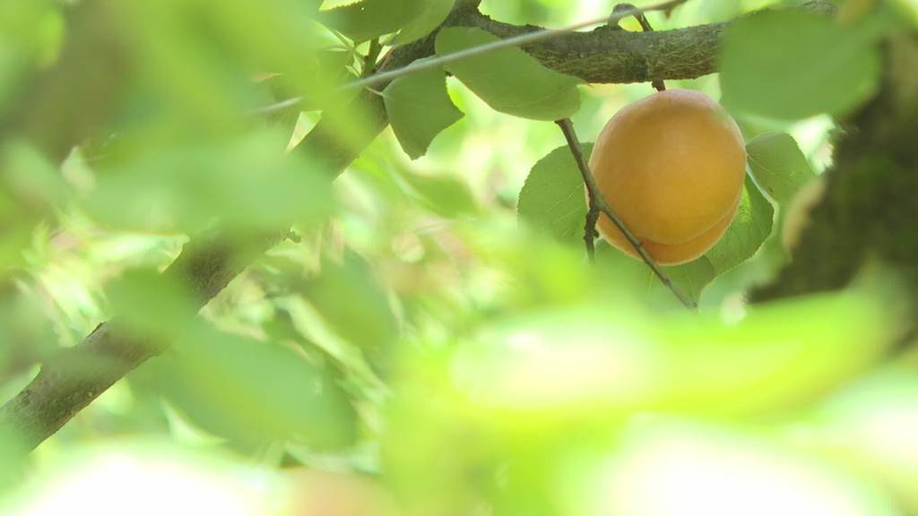Trotz miesem Wetter: Ostschweizer Obstbauern kommen mit blauem Auge davon