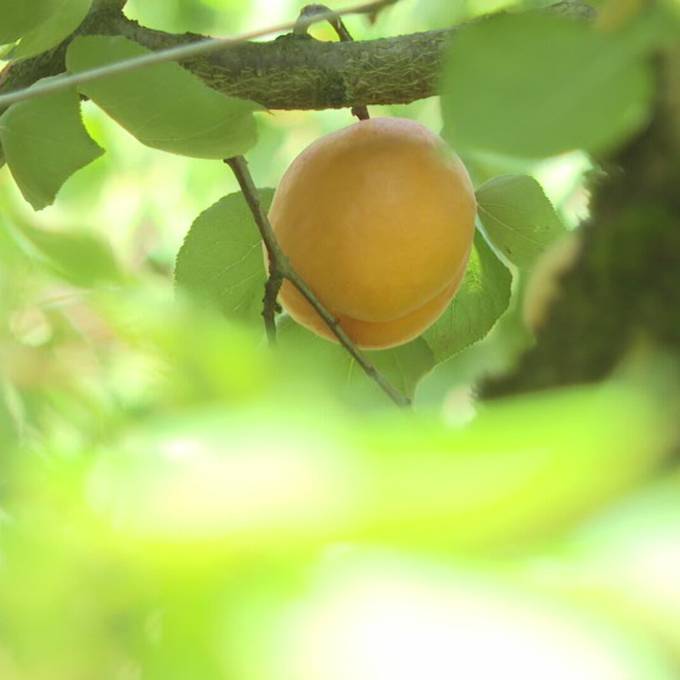 Trotz miesem Wetter: Ostschweizer Obstbauern kommen mit blauem Auge davon