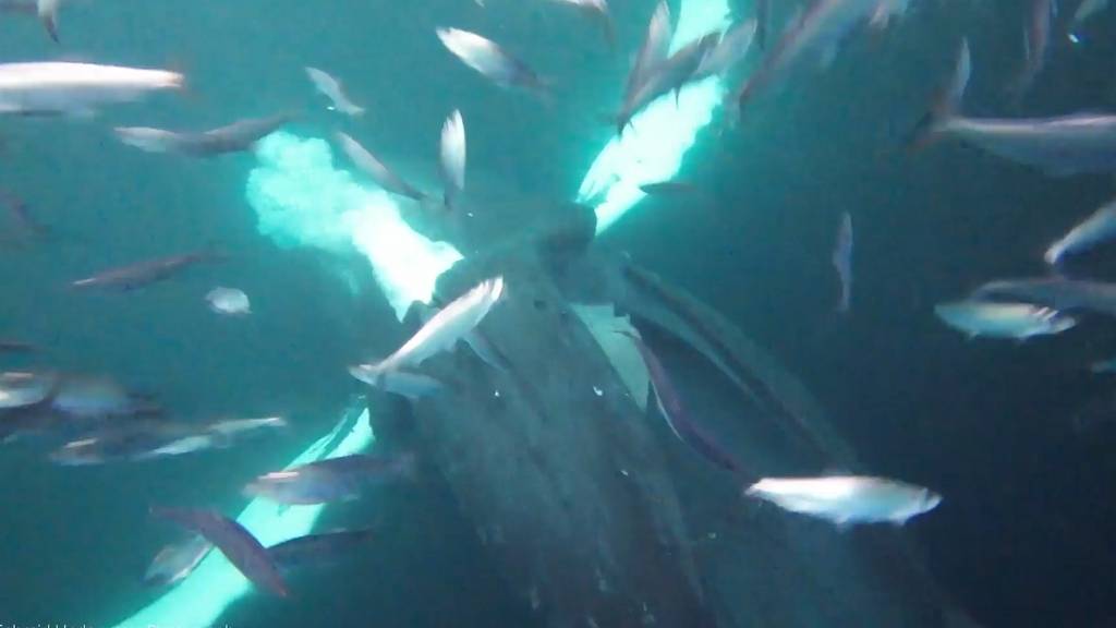 Zürcher Fotograf wird beinahe von Buckelwal verschluckt