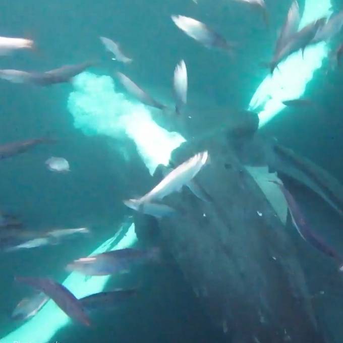 Zürcher Fotograf wird beinahe von Buckelwal verschluckt