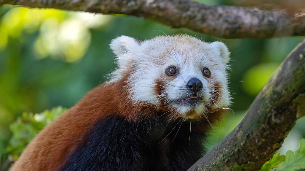 Der neue Rote Panda, Siddhi, erkundet im Zoo Zürich zum ersten Mal sein neues Zuhause. Er soll dort für Nachwuchs sorgen.