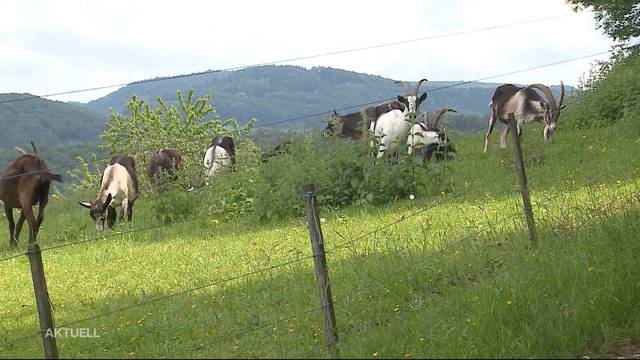 Ziegen entwischt: Halterin vor Gericht